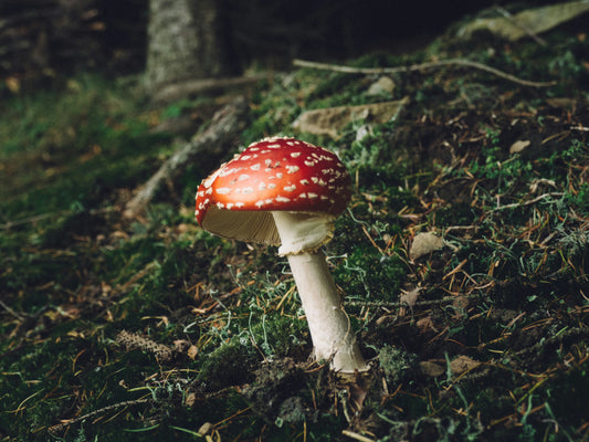 Exploring Amanita Muscaria: The Iconic Red and White Spotted Mushroom